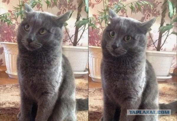 Женщины с низкой социальной ответственностью - меняются в браке или нет?