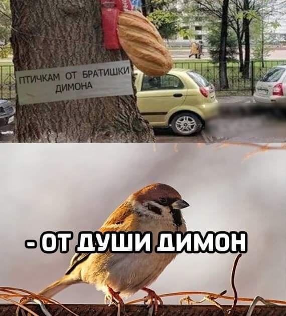 Птичкам от владика владику от птичек картинка прикол