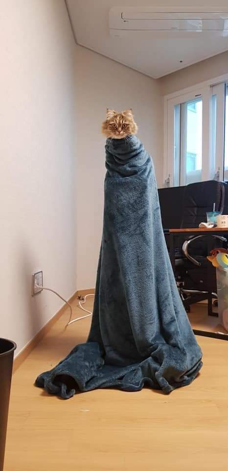 Подборка забавной живности