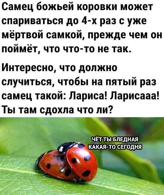 Некоторые бабы кончают