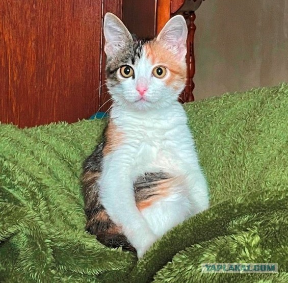 Кот этого вторника