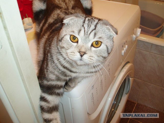 Котовторник  19.03.2013