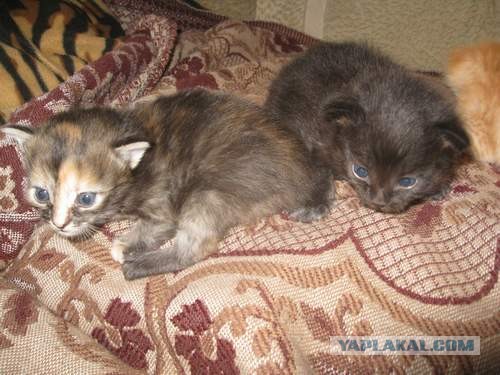 Котовторник 21.05.2013