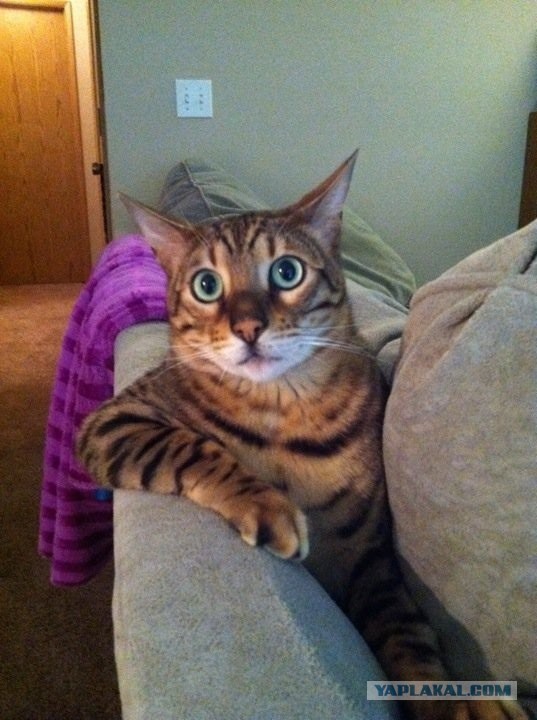 Теперь вы знаете правду!