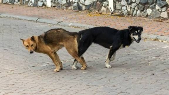 Биробиджанский патруль полиции быстрого реагирования