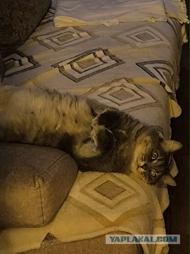 К Котовторнику !