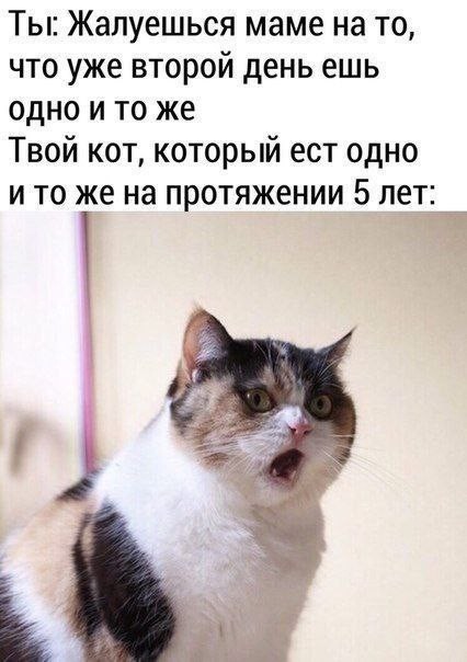 К котовторнику: подборка картинок-баянов с котиками и про котиков. Выпуск 35.