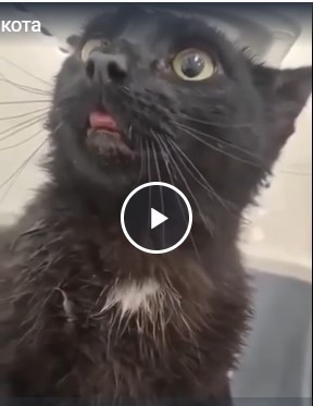Полёт кота