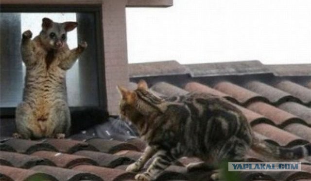 Подборка забавных и курьезных фотографий