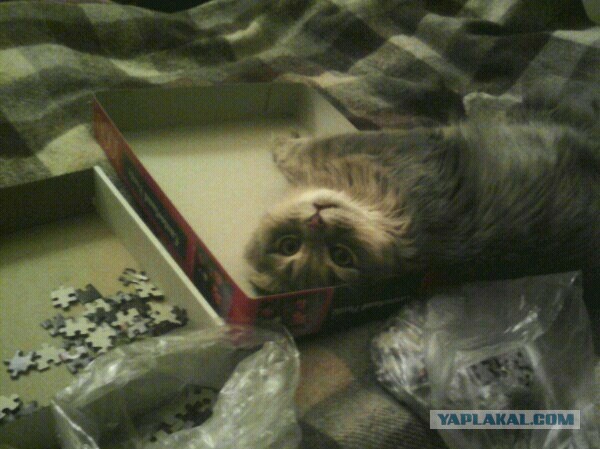 Котовторник 18.03.2014