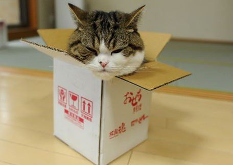 Большие котики тоже любят коробки