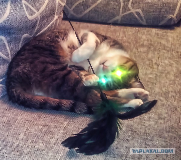 Котовторник 27.5.2014
