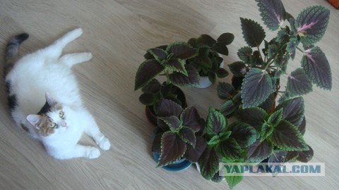 Котовторник 22.07.14