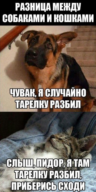 Котэ, которых застали врасплох