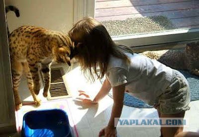 Баю-баюшки-баю