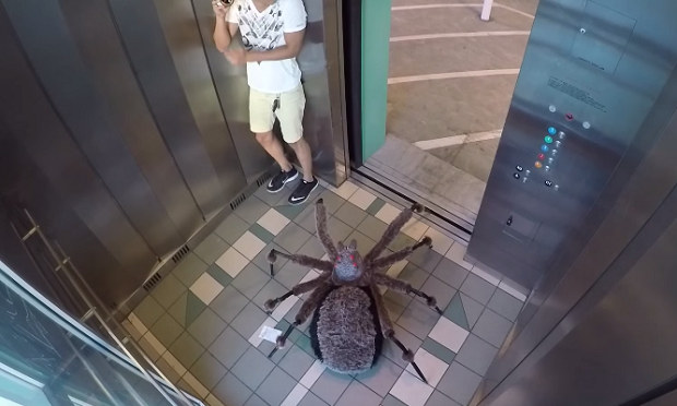 Австралиец так громко дрался с пауком, что соседи