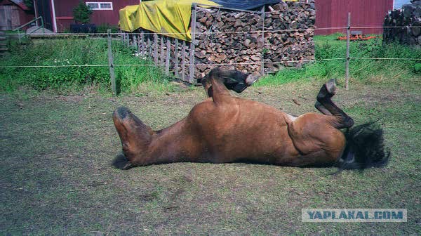 6 доказательств эволюции, сохранившихся на нашем теле