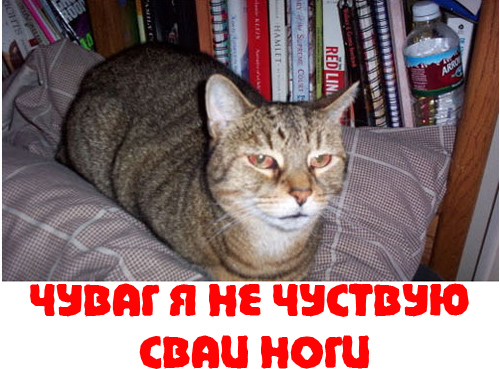 Вторничный котомёт!