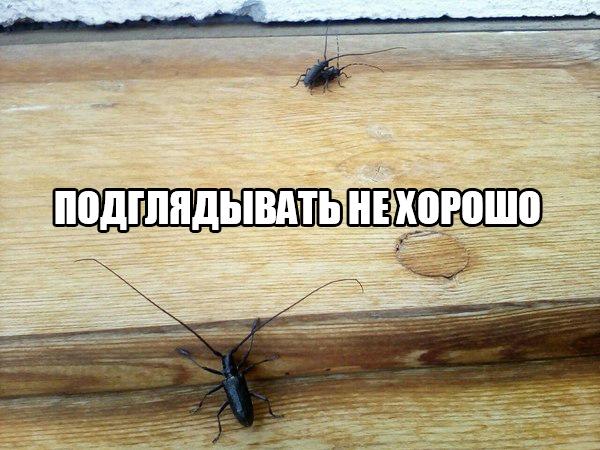 Есть смешные (картинки)