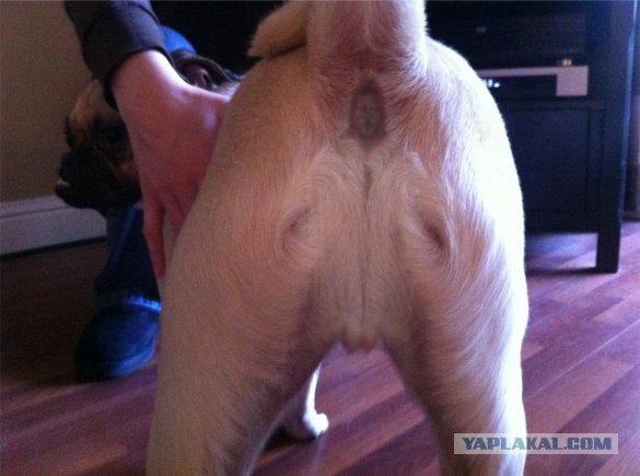 Обман, который длится веками: фальшивые мощи