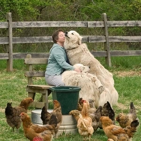 Самые смешные животные