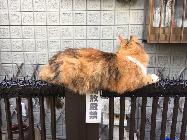 Коты из сети