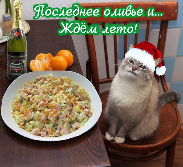 Коты из сети