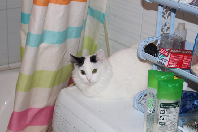 20 мест, в которых не должно было быть кота, но вот он