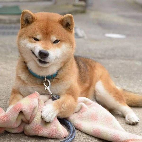 Самые смешные животные