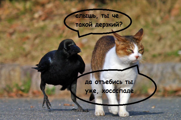 ВорОны, вОроны и другие врановые - бандиты, ворюги и просто отморозки