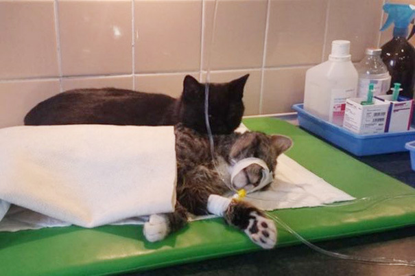 Коты и Кошки