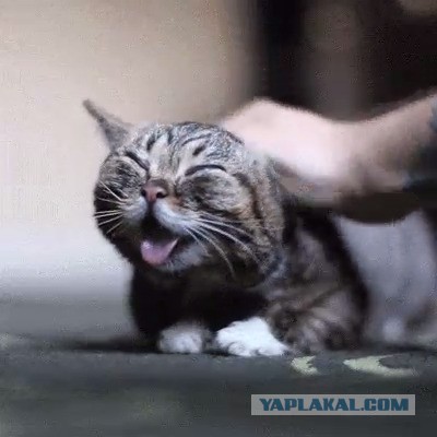 Ох уж эти очумелые ручки