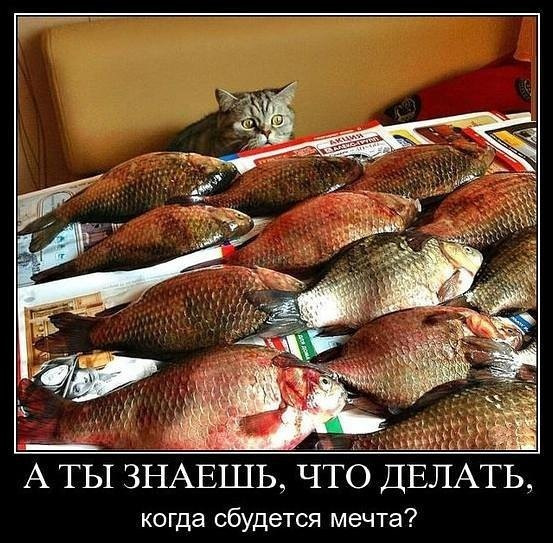 Смешные комментарии из социальных сетей 03.11.2017