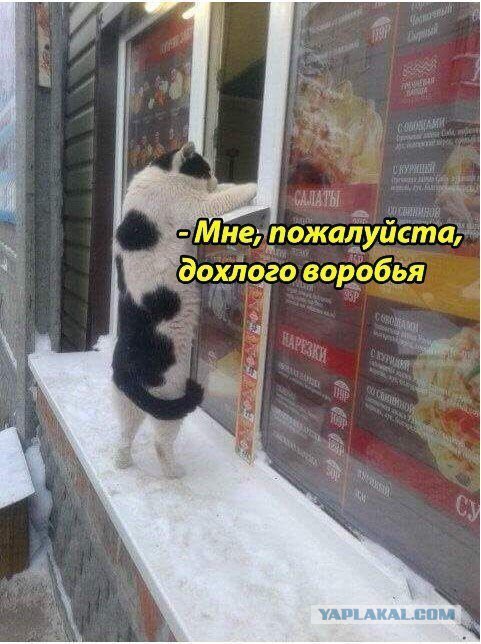 Прикольные картинки