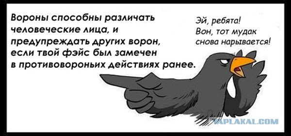 Самые умные птицы