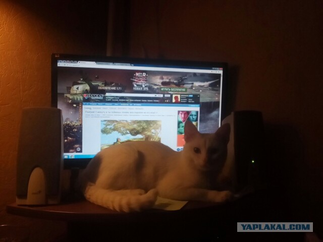 Котовторник 26.06.2018