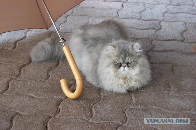 Котовторник на ЯПлакалъ! От числа 09.09.08
