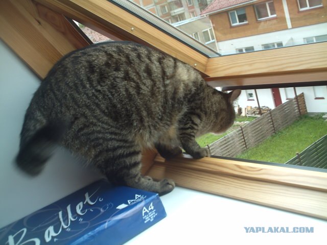 Котовторник на ЯПлакалъ