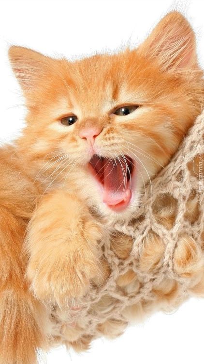 Немного милоты
