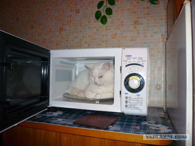 В рамках "Котовторника" (35 фот)