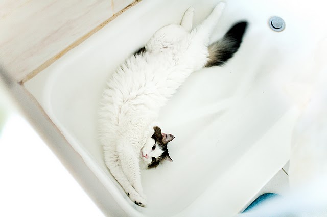 Котовторник на 6 июля