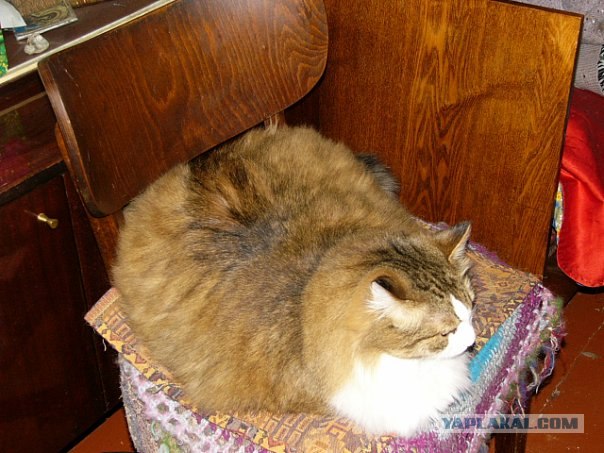 Котовторник с Максом