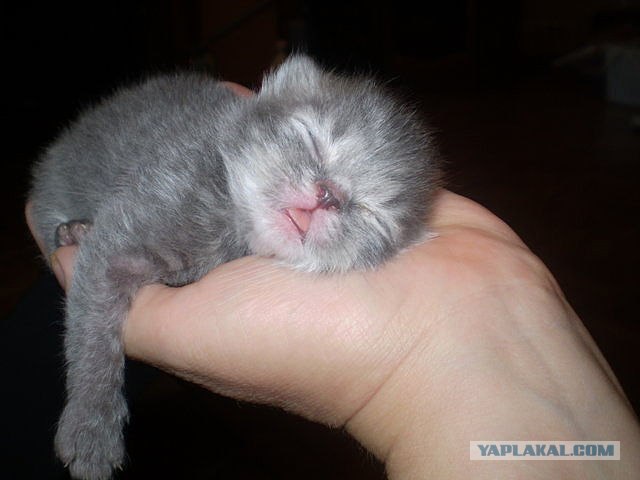 Сонный Котовторник