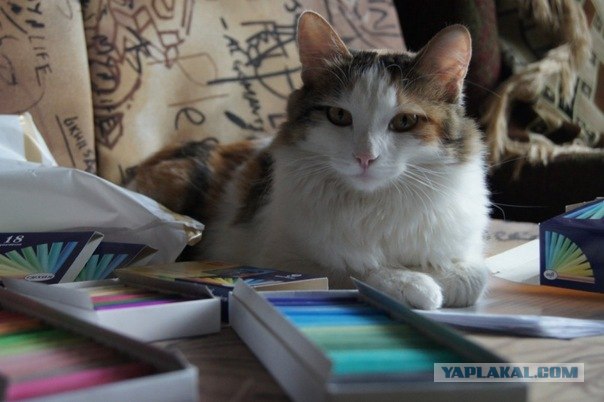 Котовторник так котовторник!