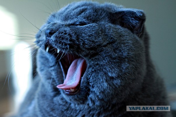 Котовторник 10.04.2012