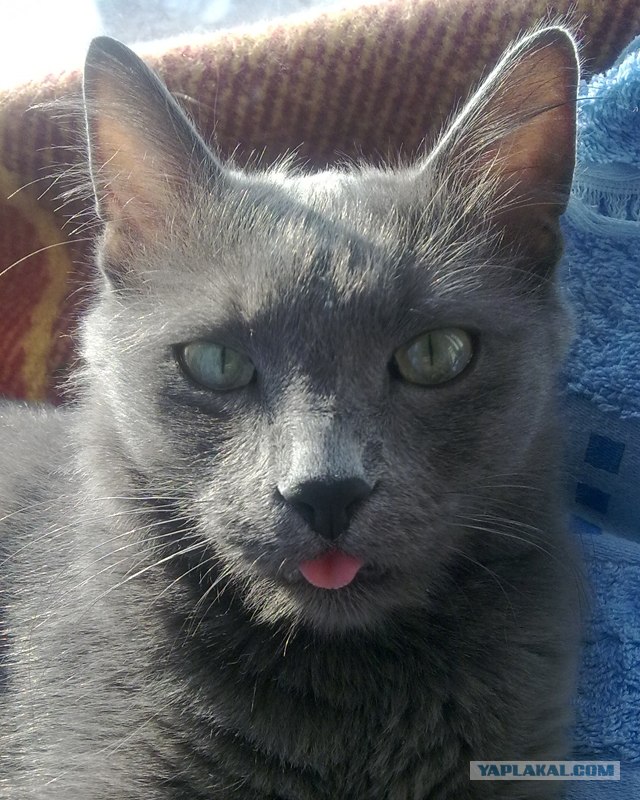 Котовторник   5.06.2012