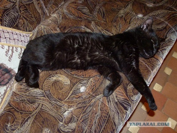 Котовторник ( 23.10. 2012. )