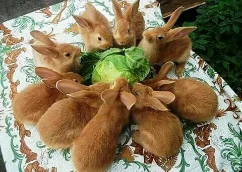 Живность из сети
