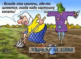 Картофельно-транспортное происшествие