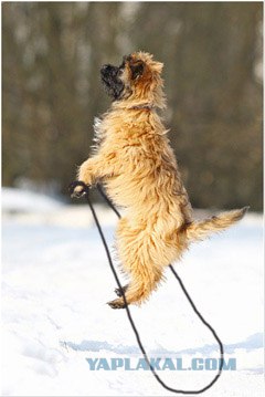 Собака-скакака